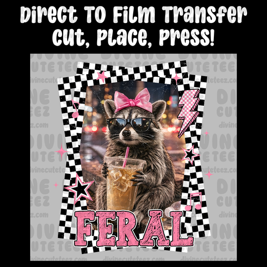 Feral Raccoon